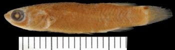 Media type: image;   Ichthyology 6395 Aspect: lateral